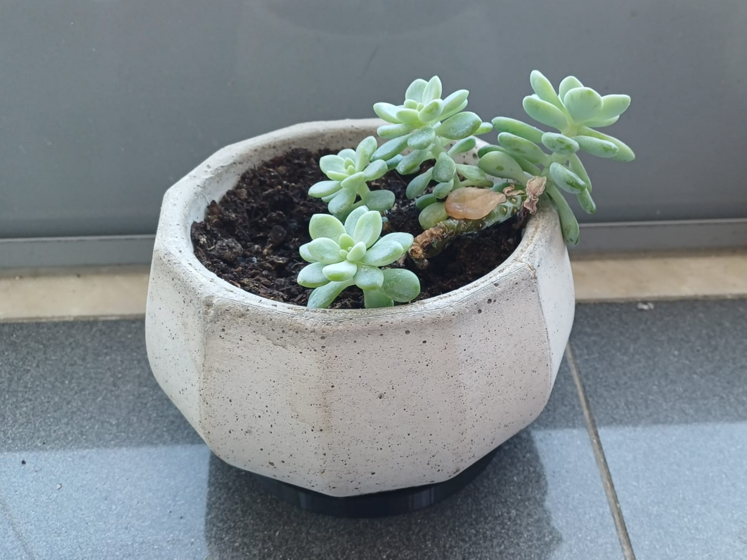 Small Cement Vase