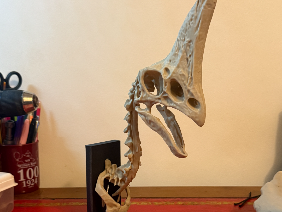 £5m “Spike” Oviraptorosaur Skull Replica