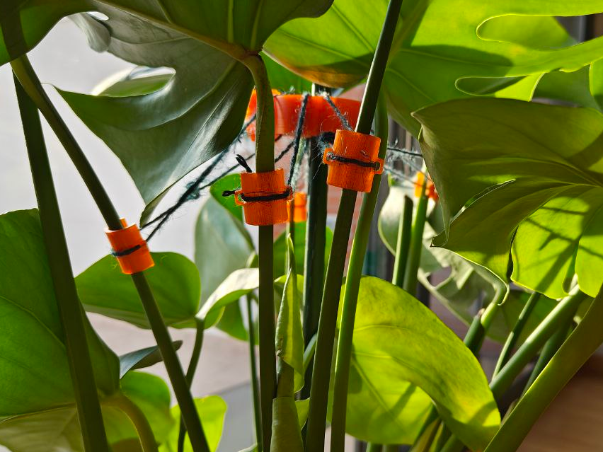 Soporte minimalista para Monstera