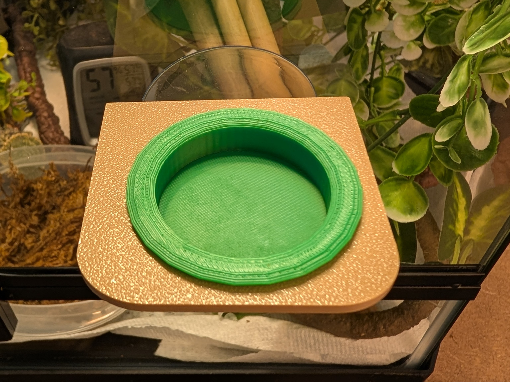 Single Gecko Feeding Ledge & Cup-Suction Cup Mount