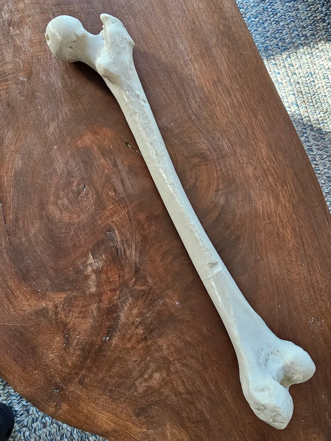 Human Femur Bone  (Real Scale 1:1)
