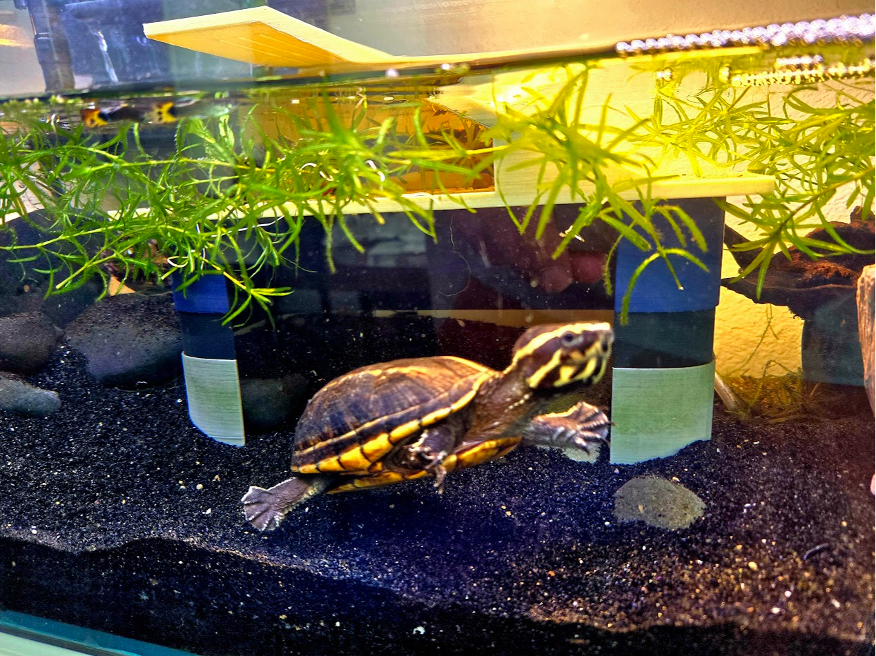 PokeDock XL - grown aquarium turtle (Pokemon)