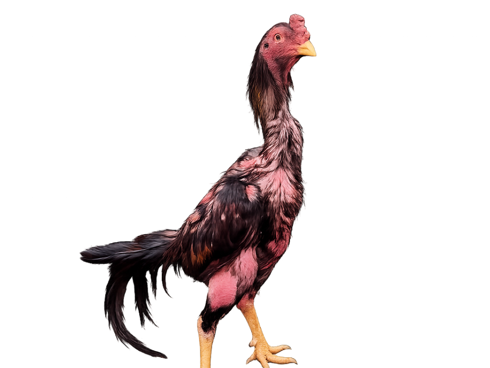 Gallo de pelea
