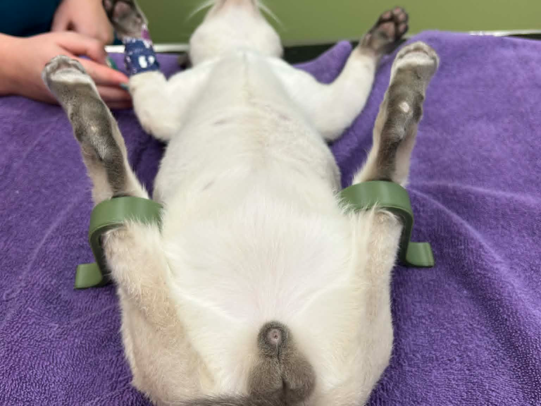 Feline Neuter Positioner