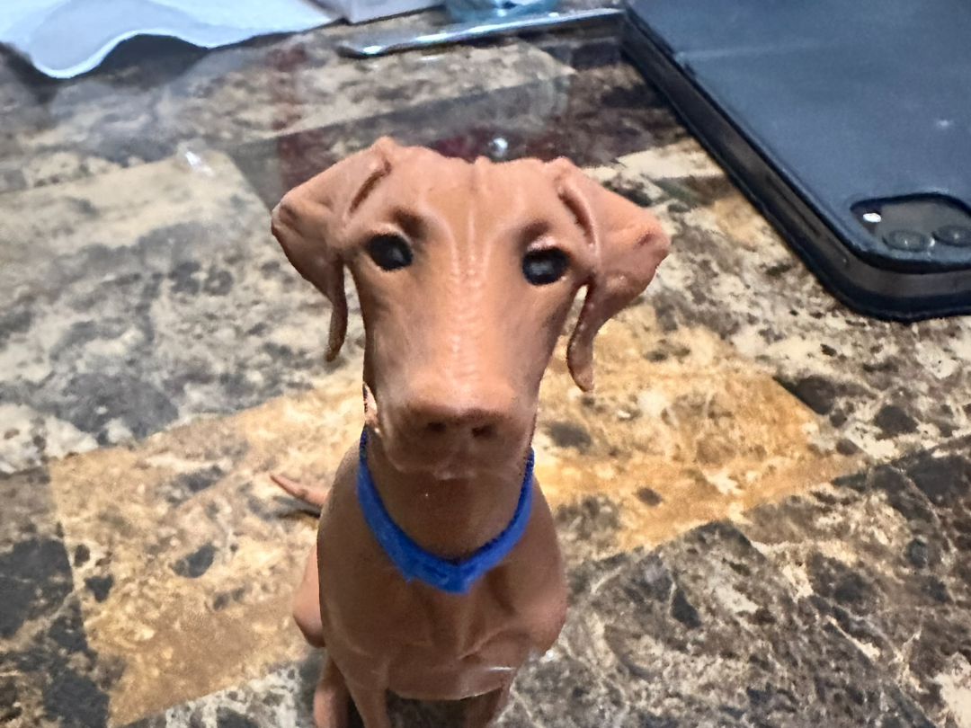 Interested Vizsla Pup