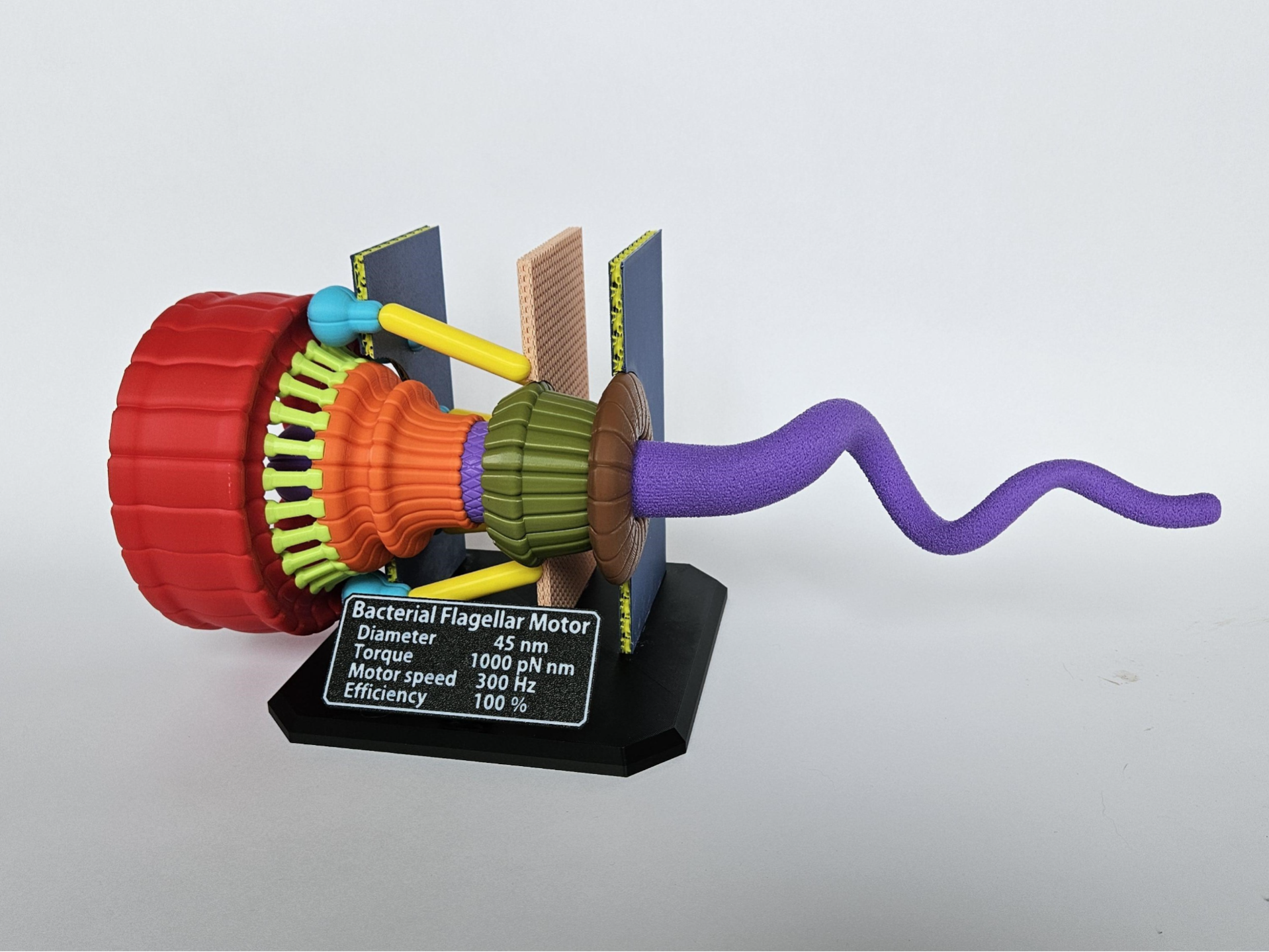 Bacterial Flagellar Motor/Engine