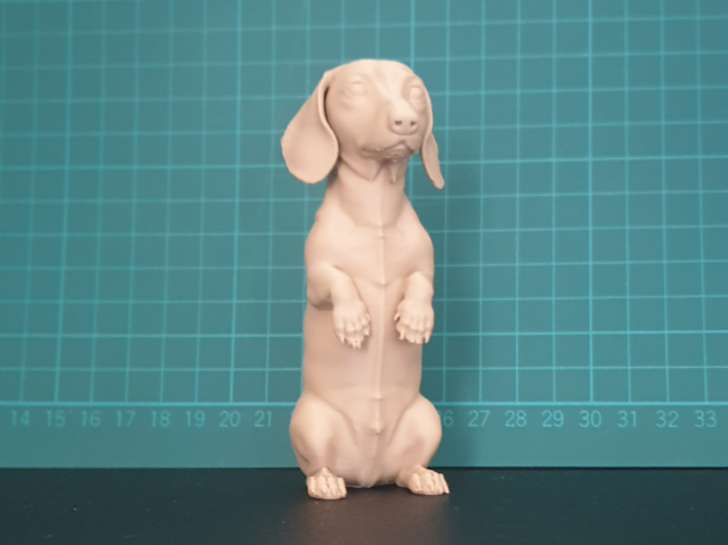Begging Dachshund Dog Miniature