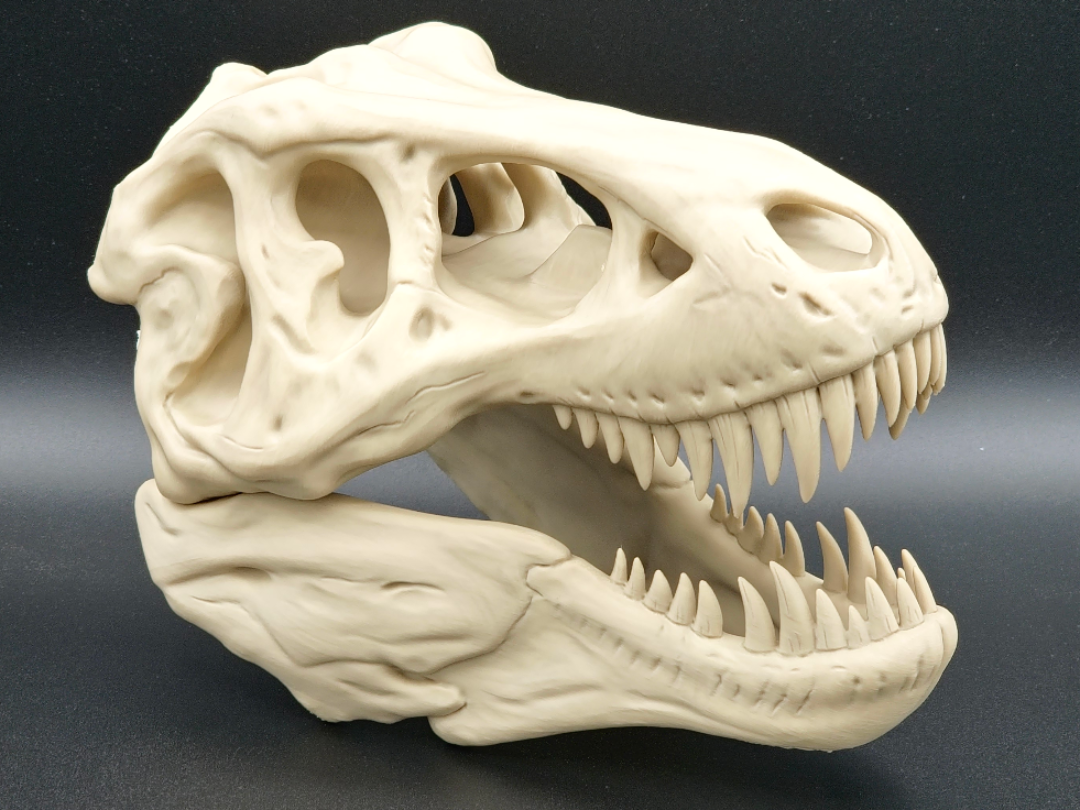 T-Rex Skull