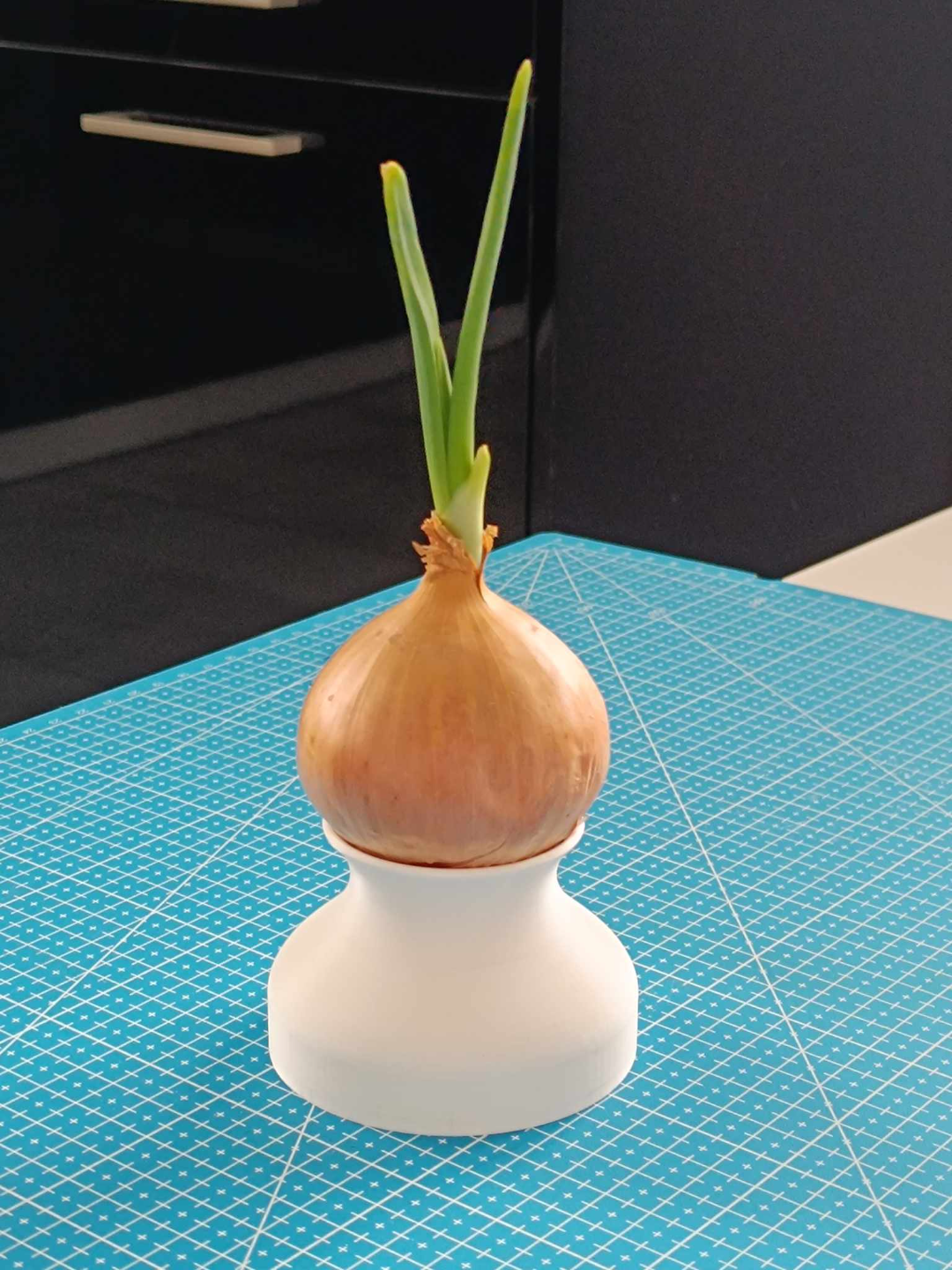 Onion chives pot