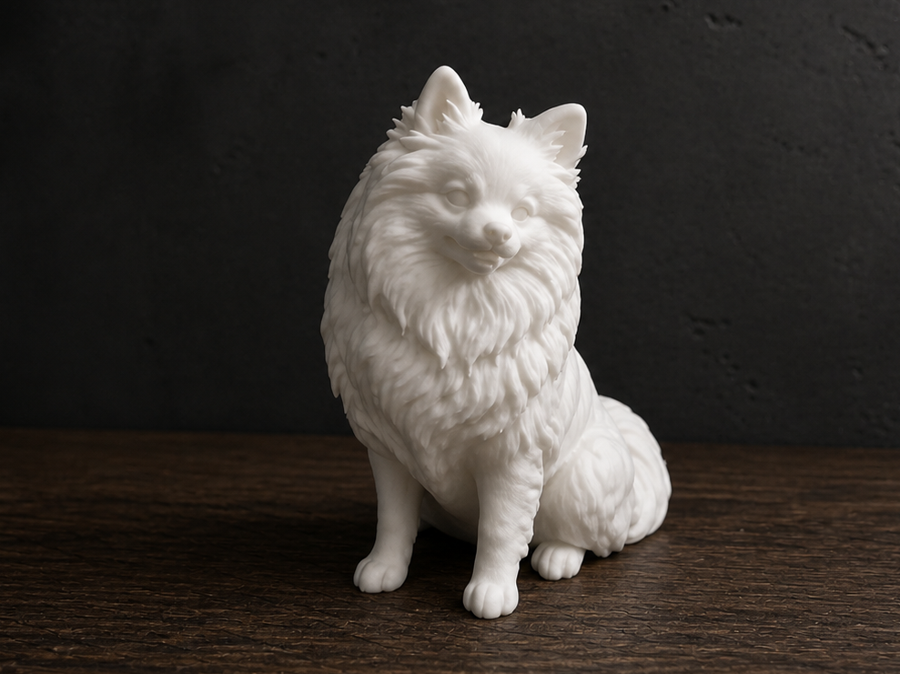 Pomeranian - Dog