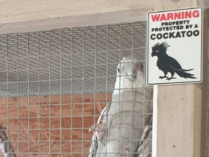 Protected by cockatoo