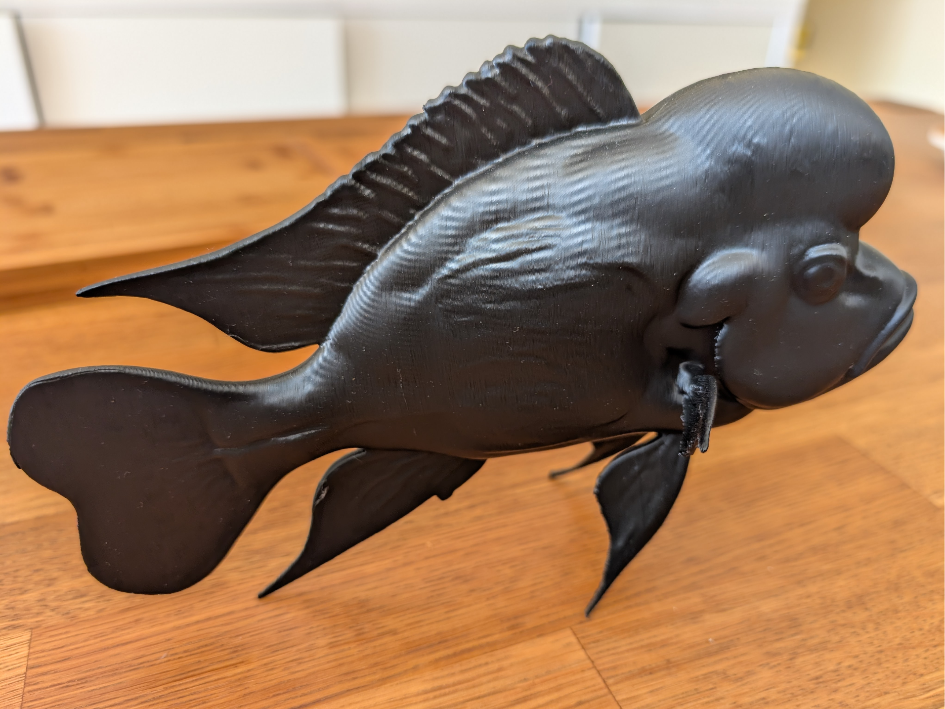 Cyphotilapia Gibberosa (African Cichlid)