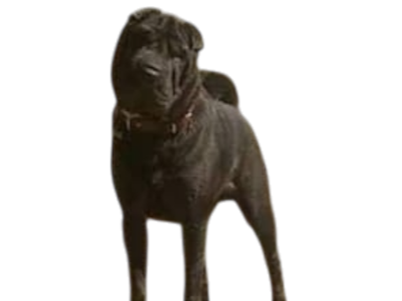 perro raza sar pein