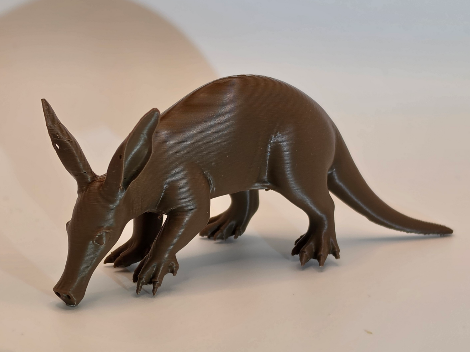 Aardvark – Exotic Wildlife Animal Model
