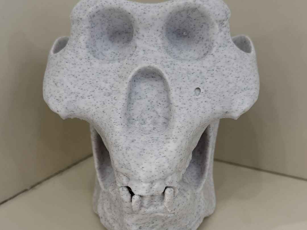 Gigantopithecus Skull