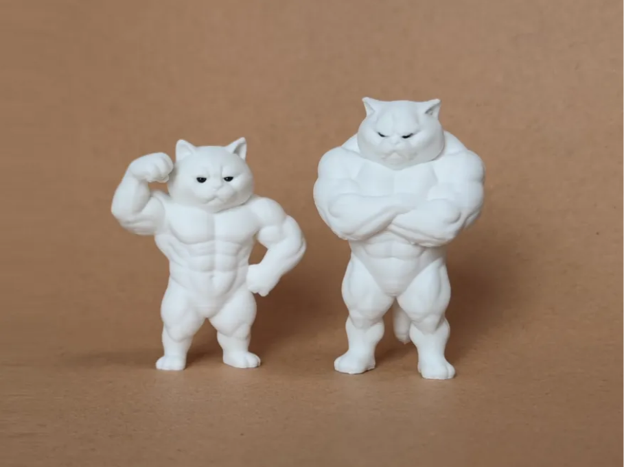 CAT GYM