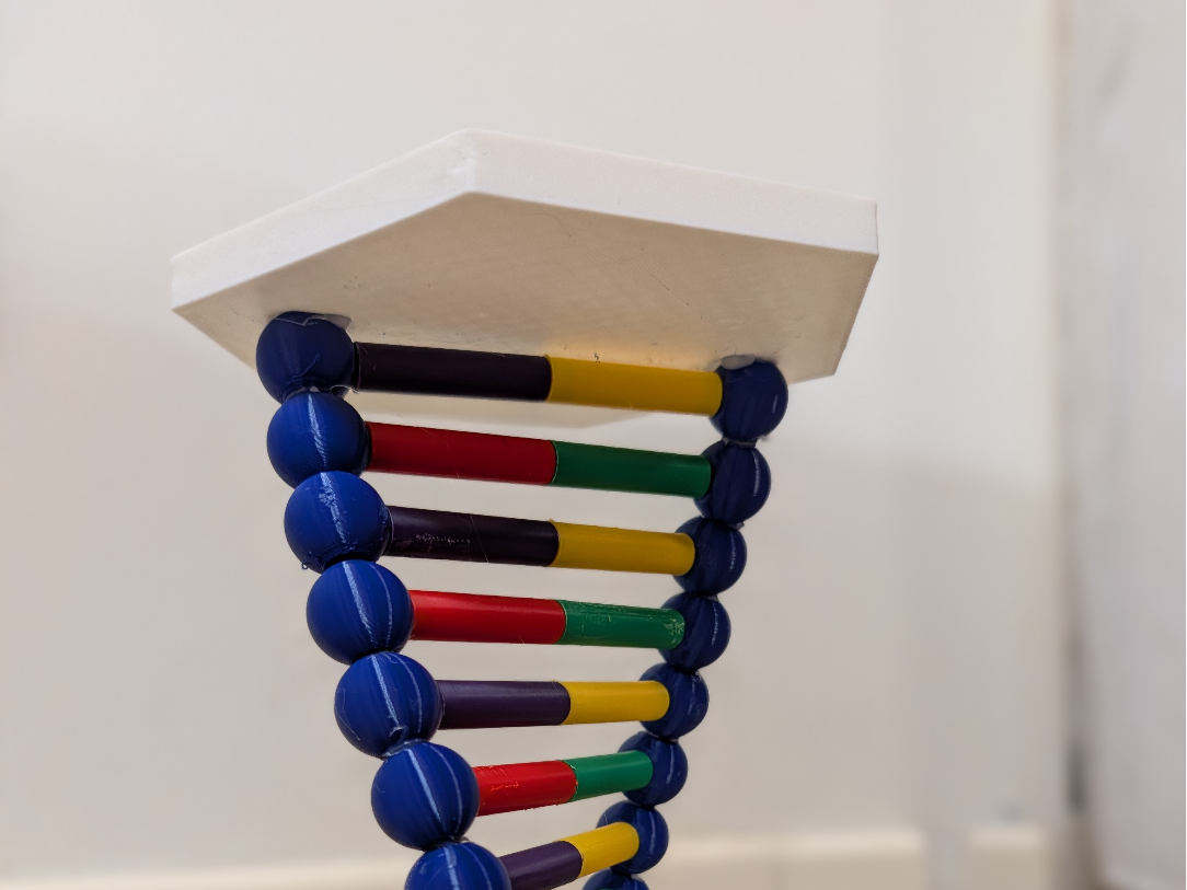 Modellino DNA per progetto di scuola