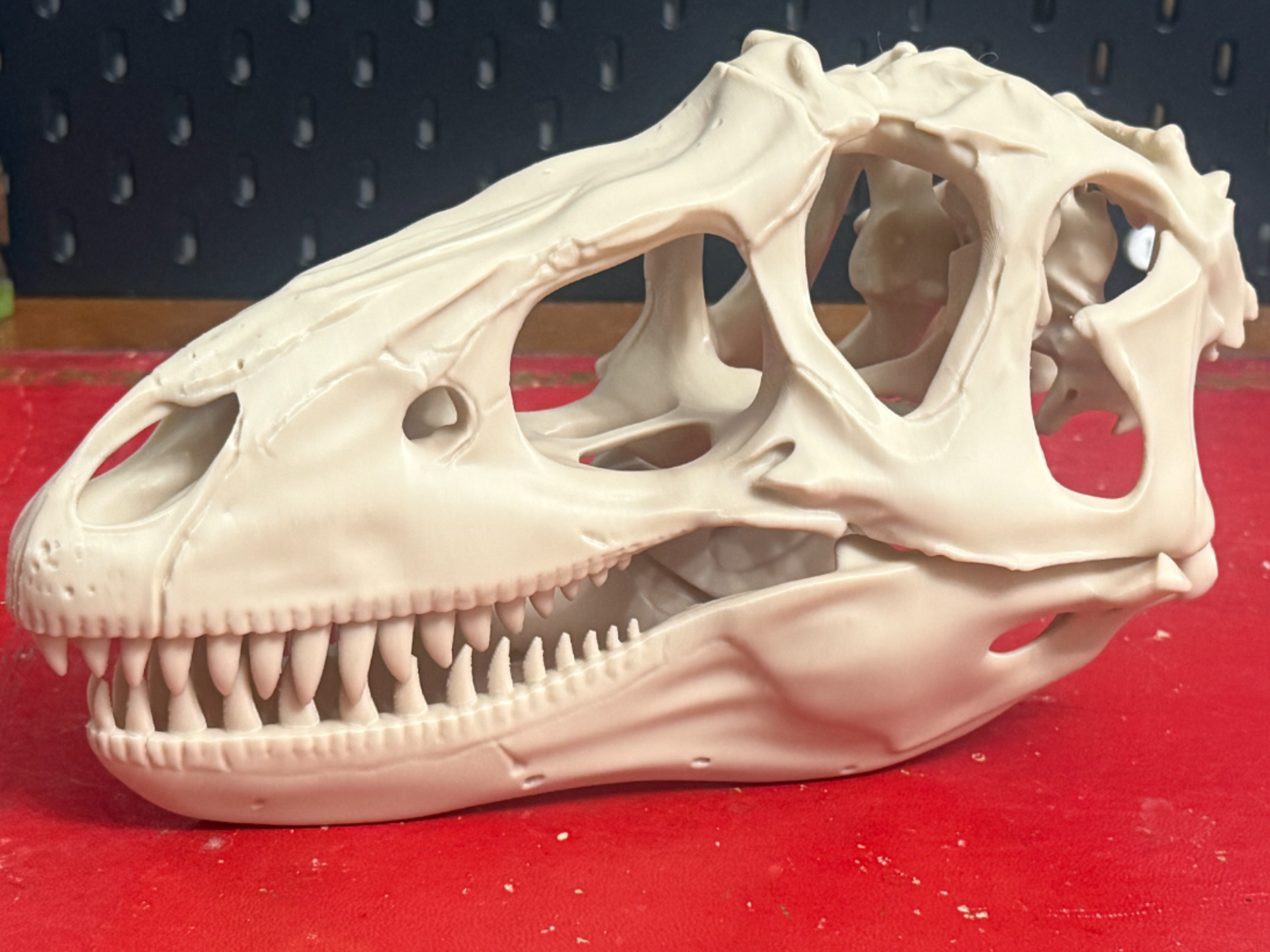 Gorgosaurus Skull – 230mm Skull Removable Jaw