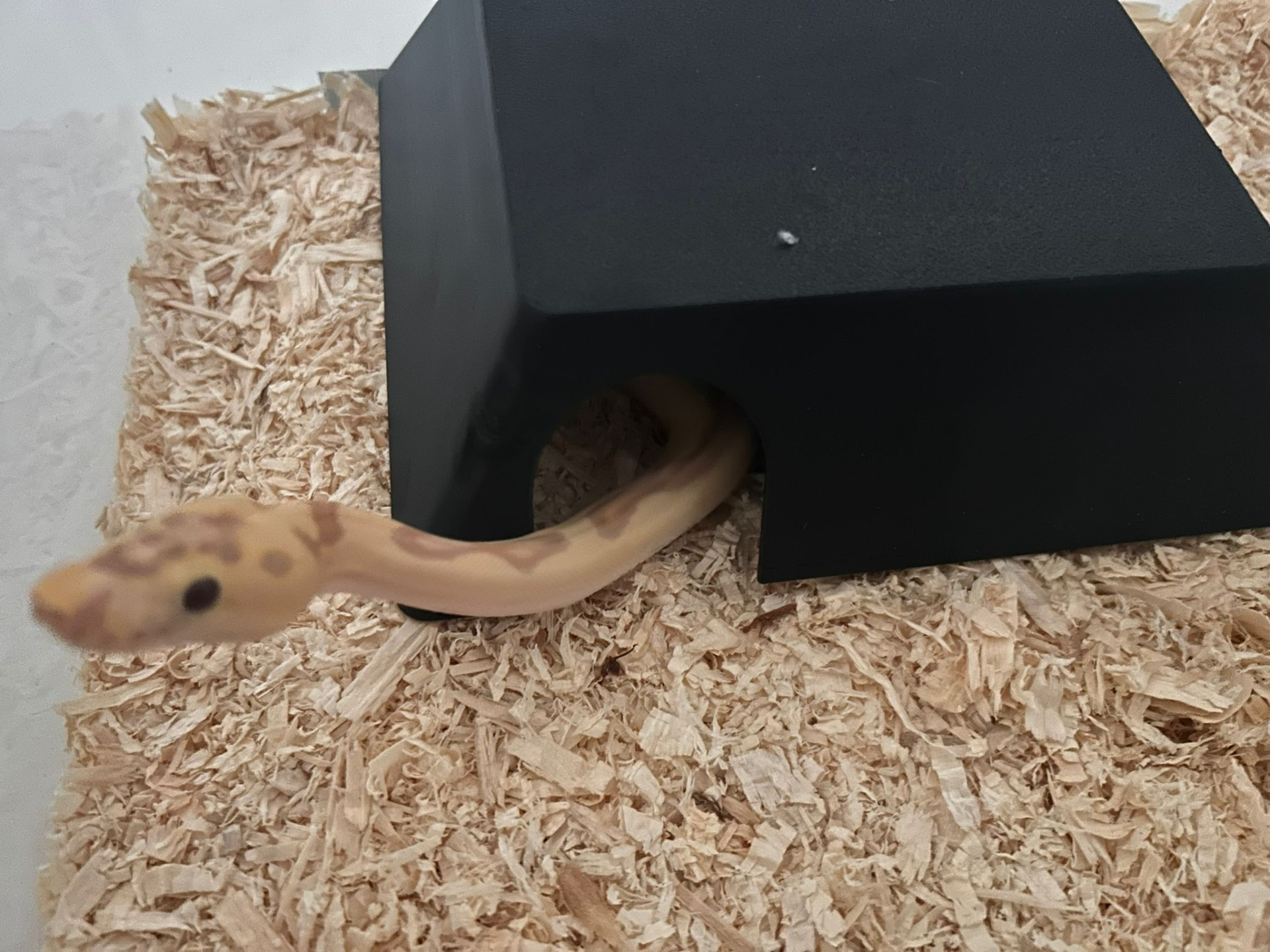 2 in 1 Hide & Wet-Box