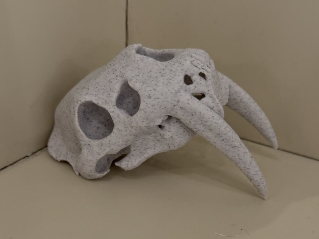 Saber tooth Skull