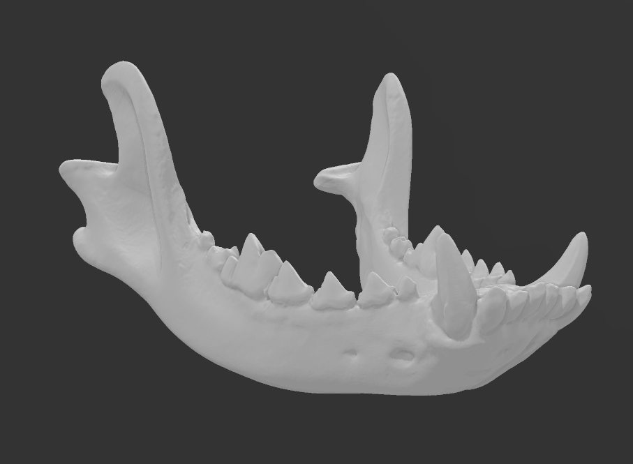 Dog Skull Lower Jaw 3D Scan