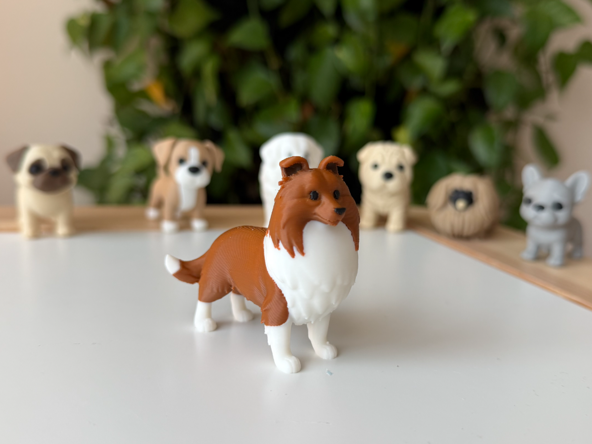 Shetland Sheepdog