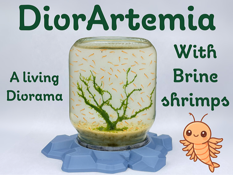 DiorArtemia : Aquatic Diorama with living shrimps