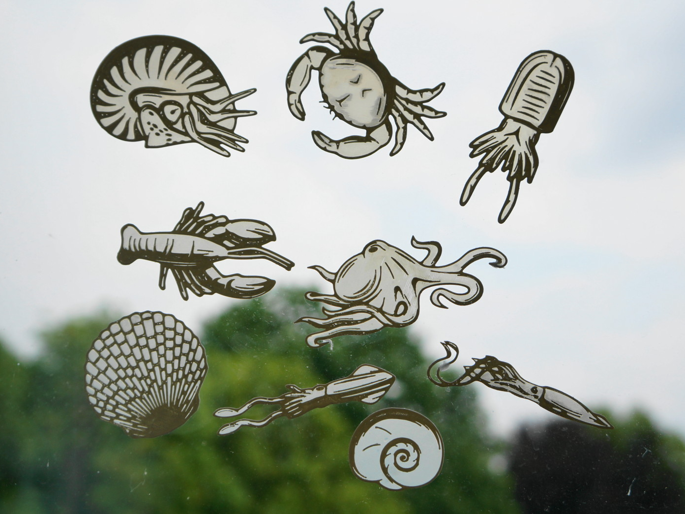 Marine life