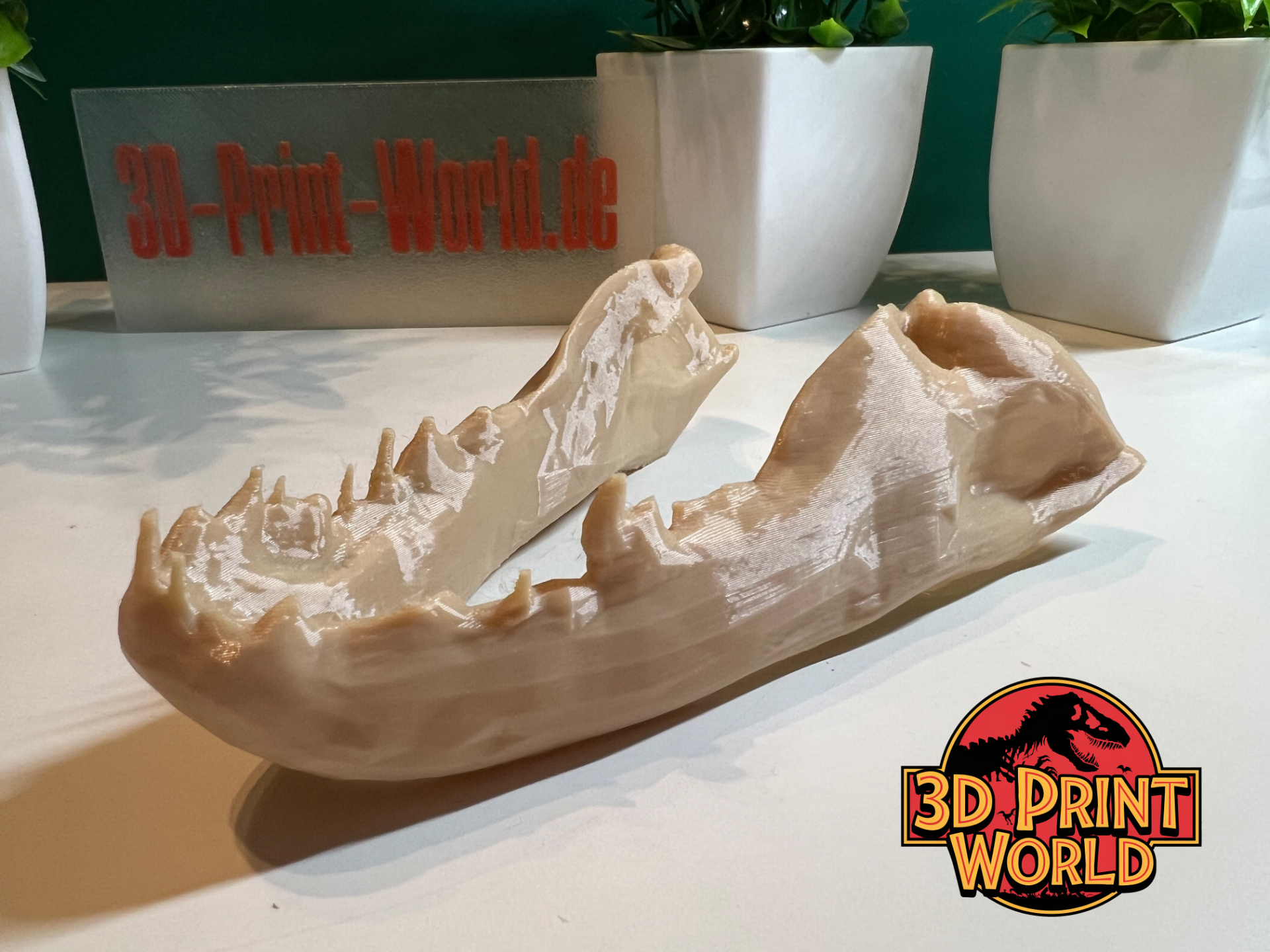 Dinosaur Lower Jaw