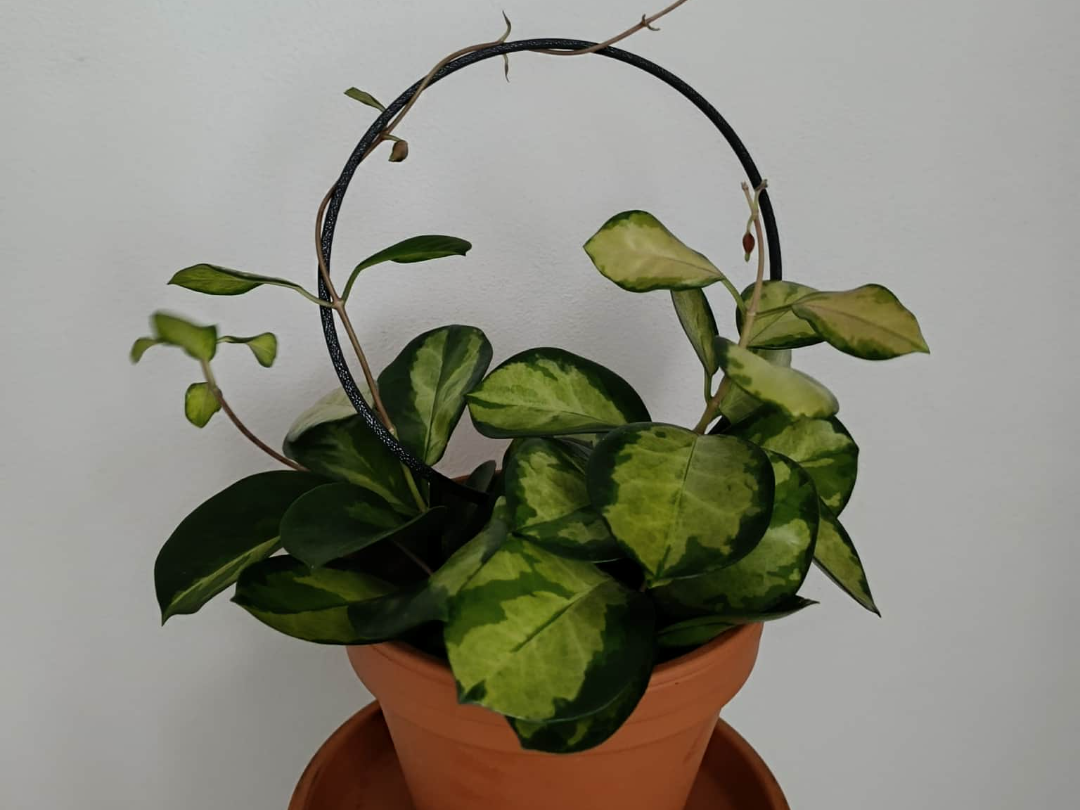Plant Support Ring
