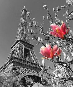 Eiffel  Tower Flower HueForge Color-pop