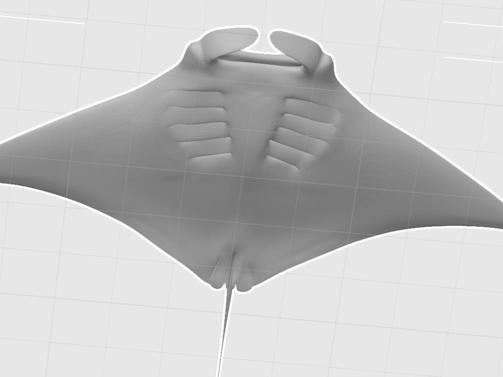 Manta Ray