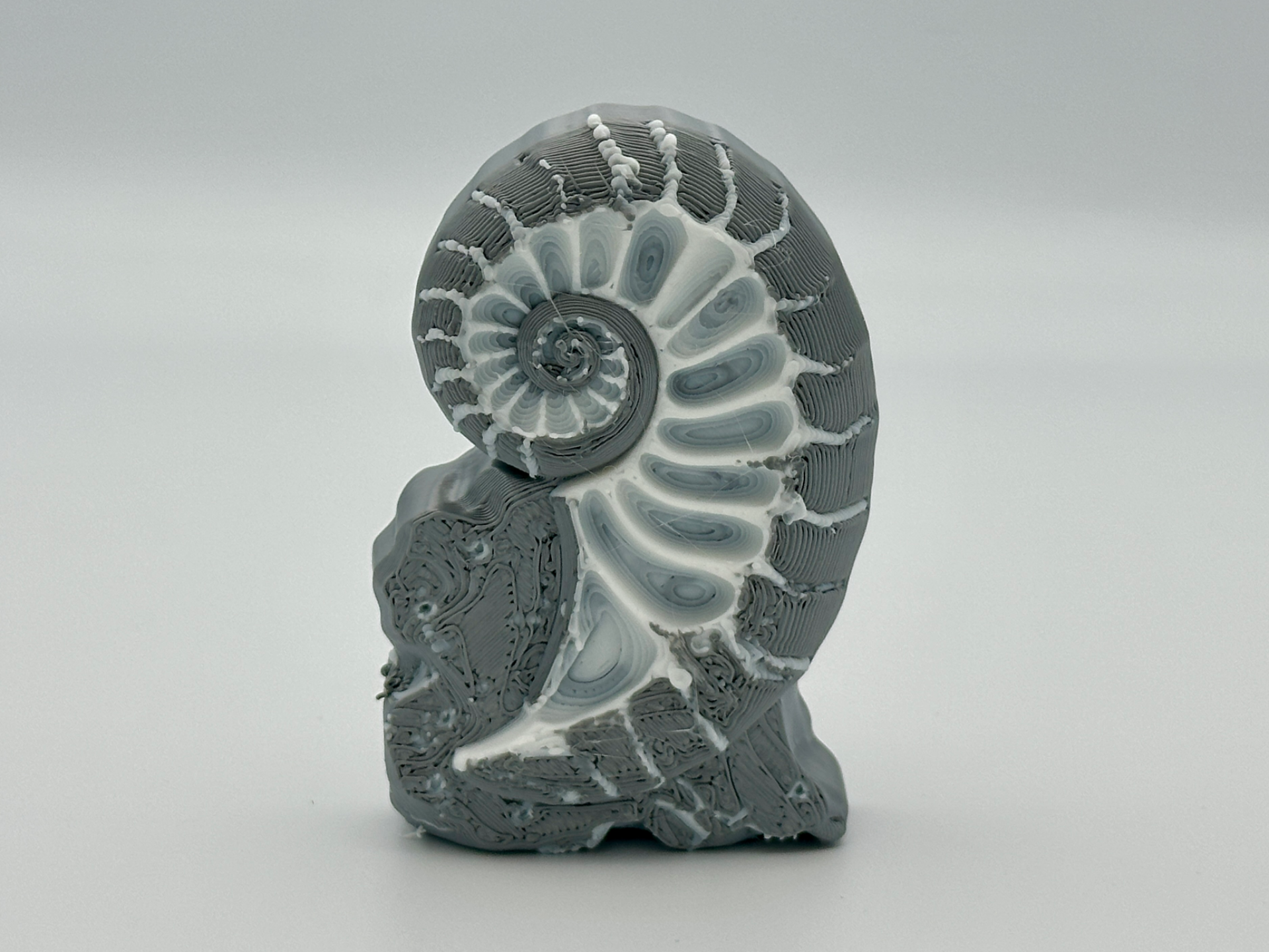 Sprial shell fossil