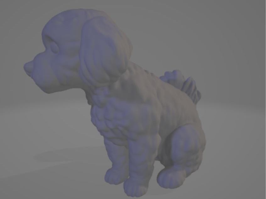 maltese dog