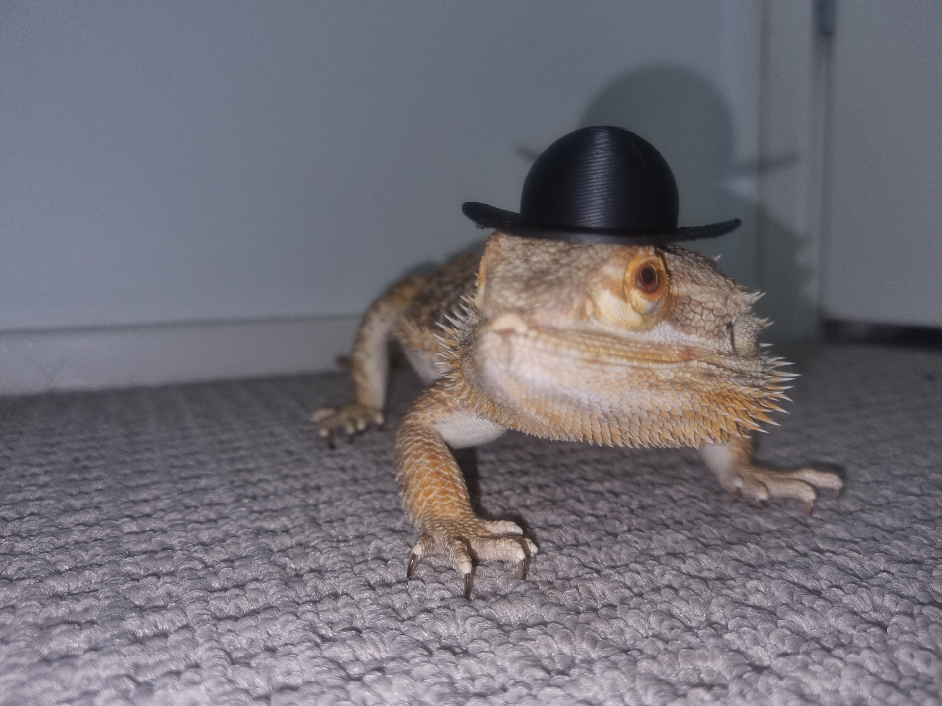 lizard bowler hat