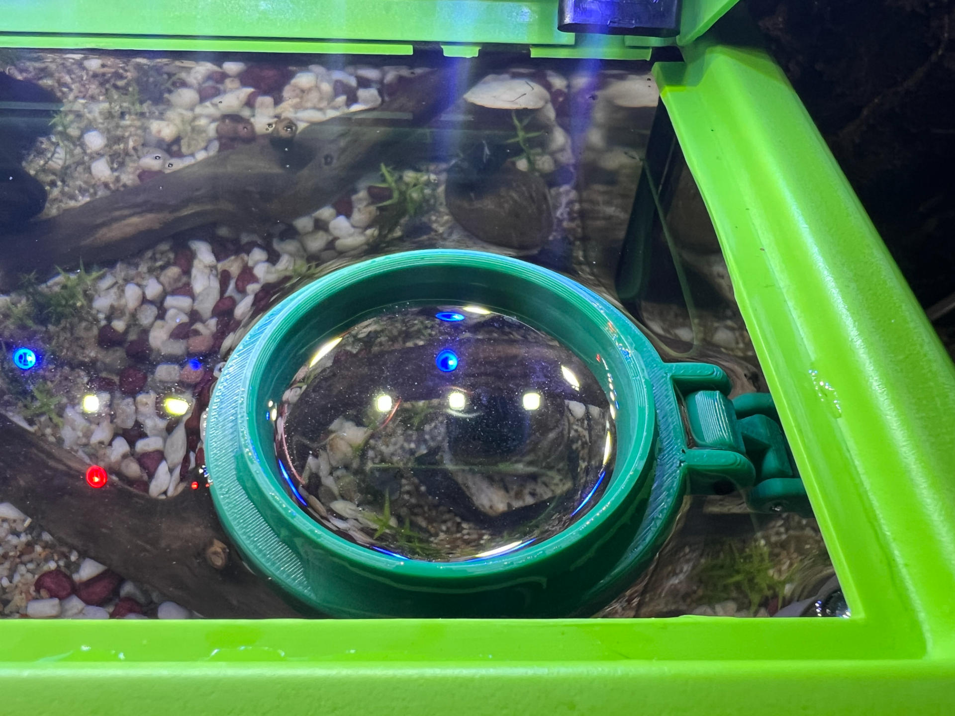Fish Feeding Ring