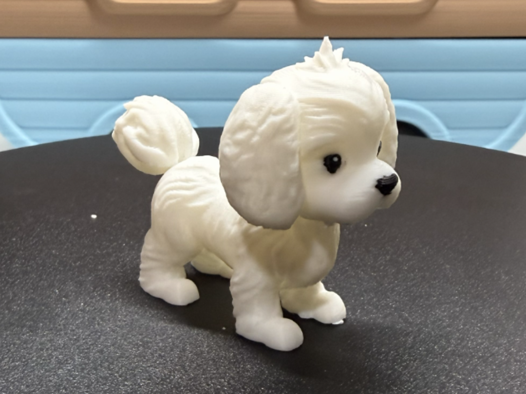 Maltese Dog
