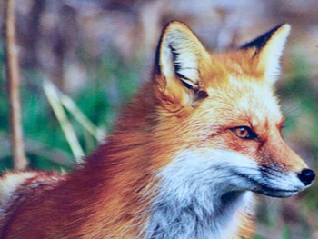 Fuchs