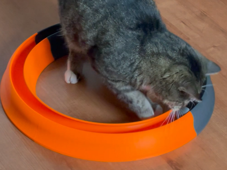 Toy for cats