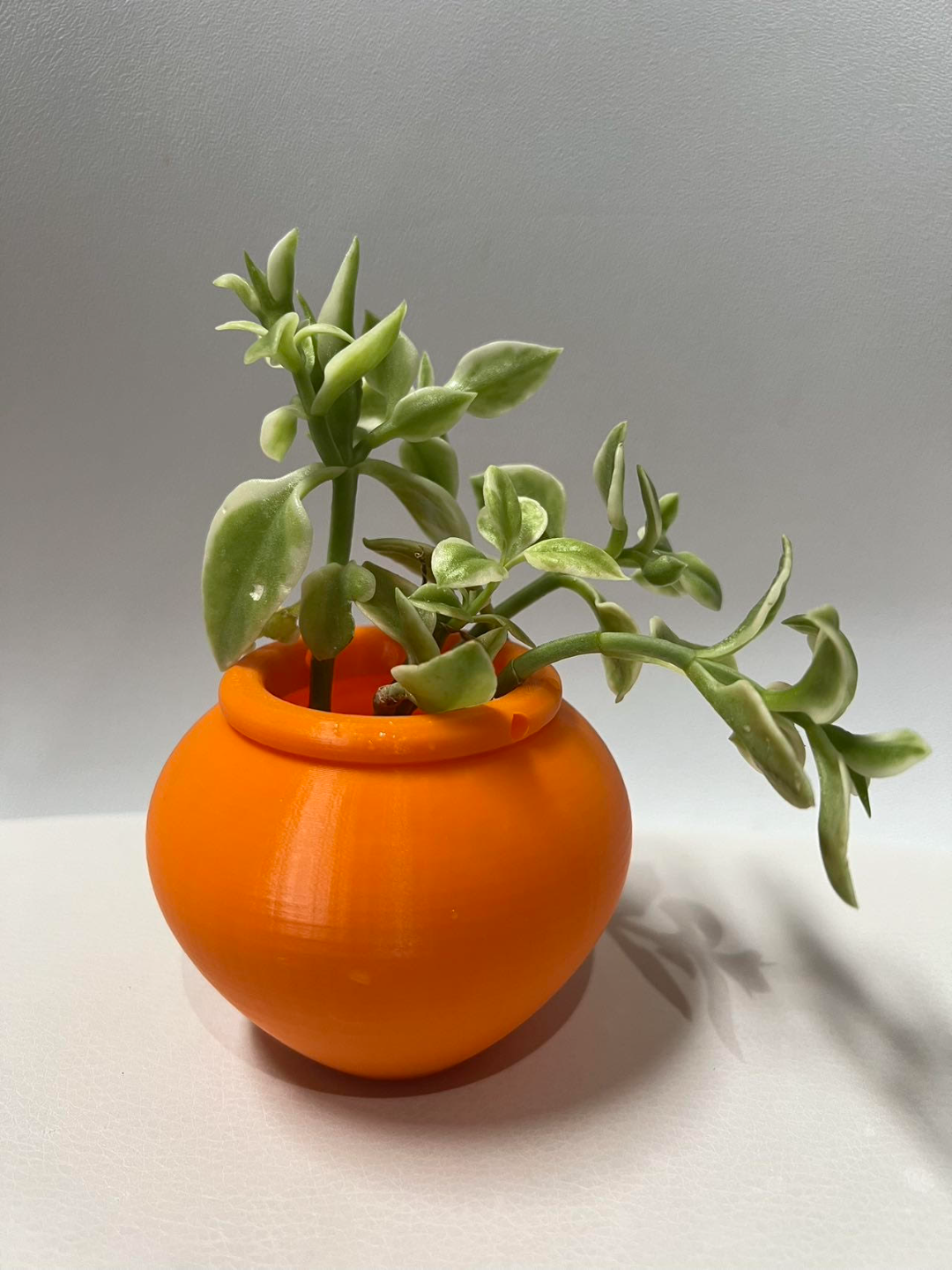Hanging succulent pot