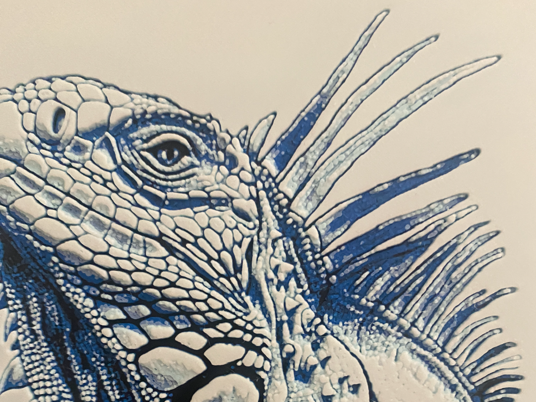 Blue Iguana