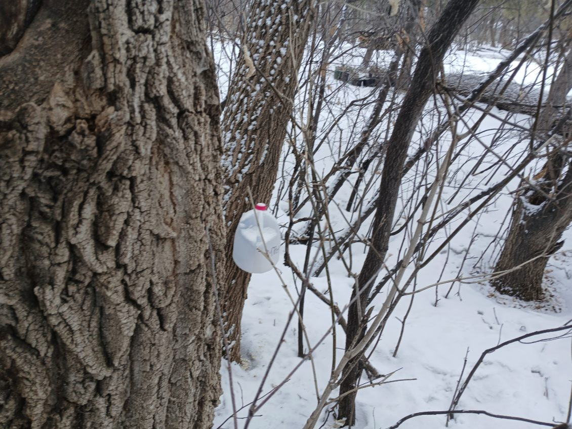 tap  to collect maple sap
