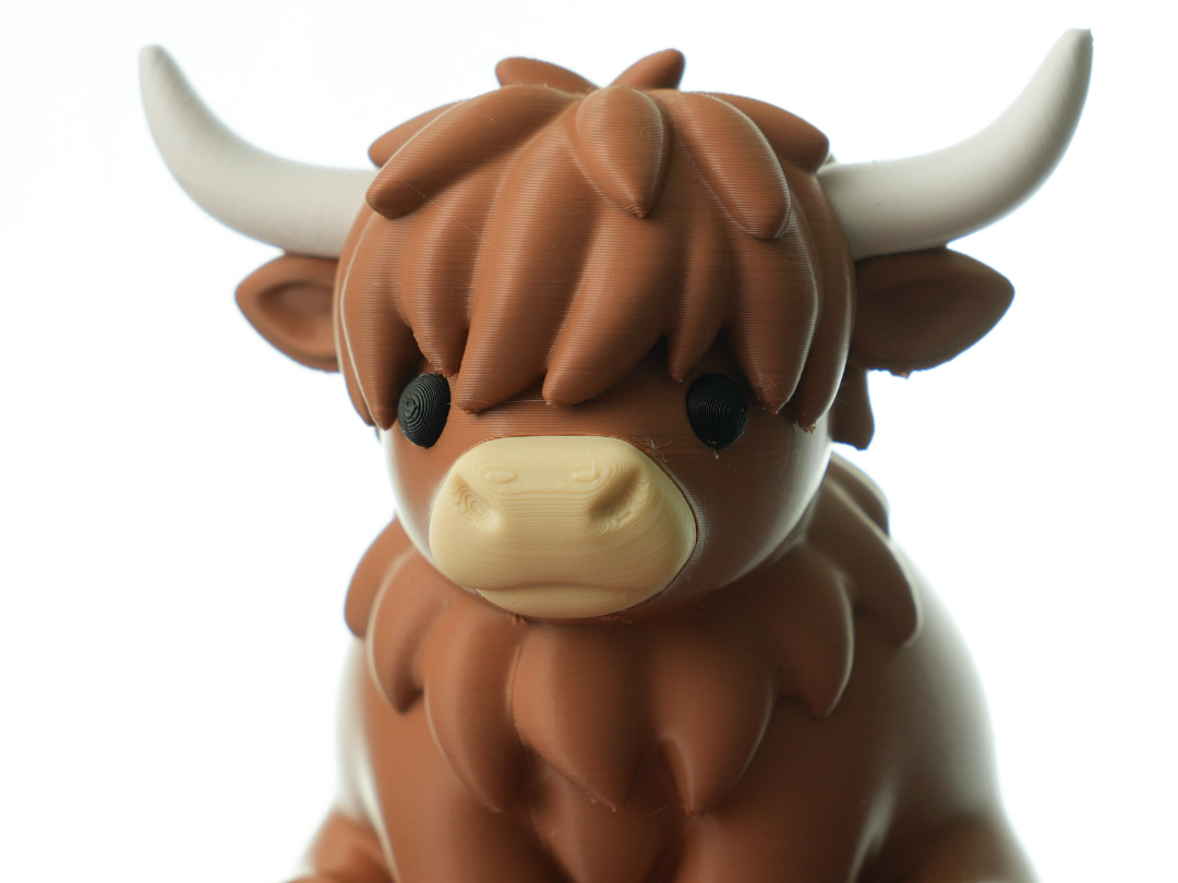 Highland Cow