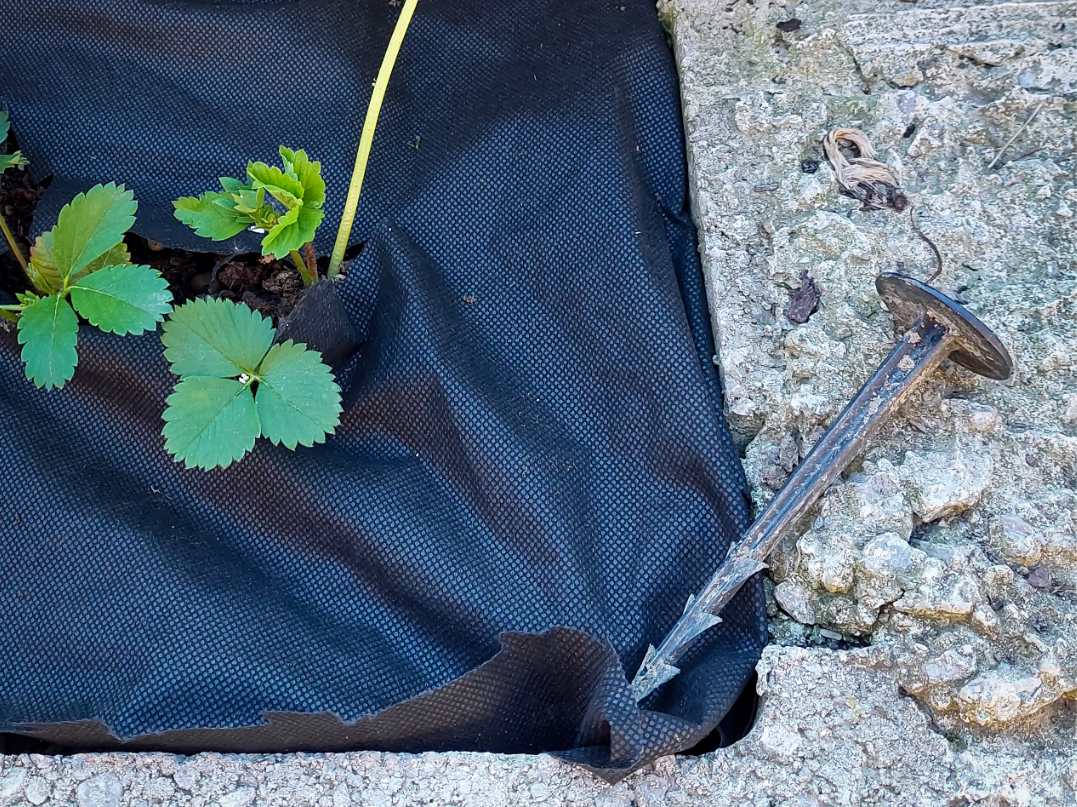 Garden plant achor