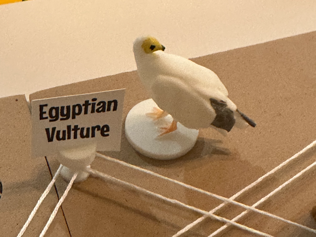Egyptian Vulture