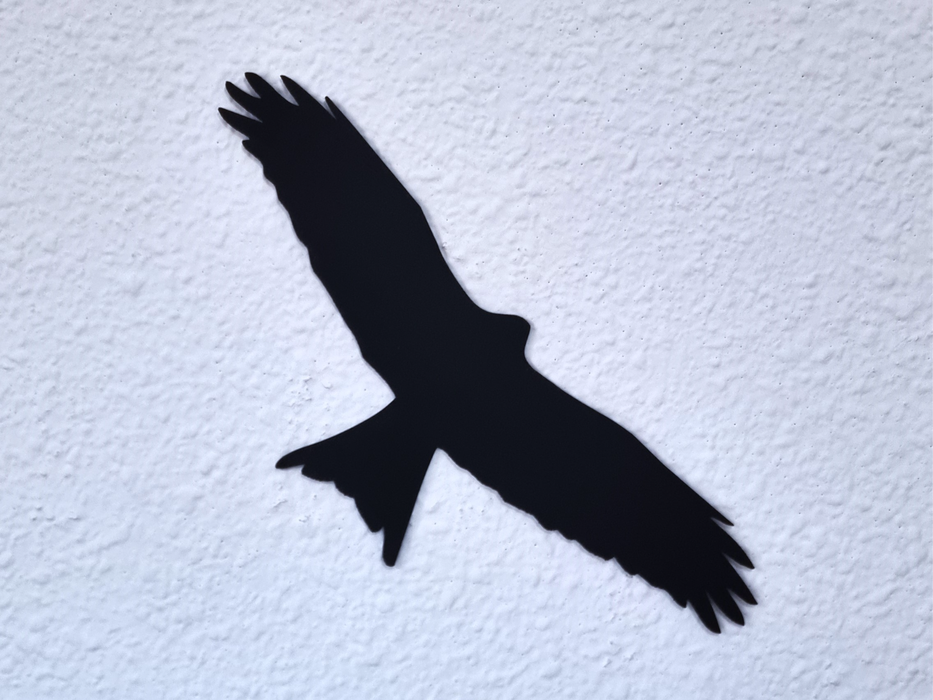 Red Kite Silhouette Milvus milvus Milano real