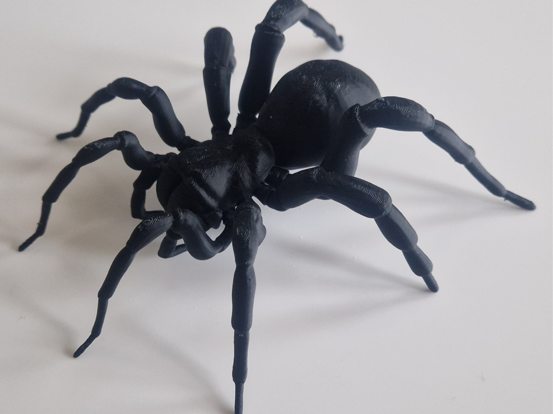 Tarantula spider