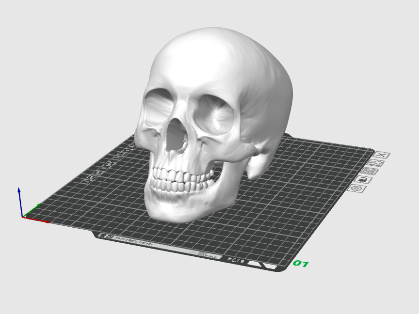 Nicely Detailed Human Skull