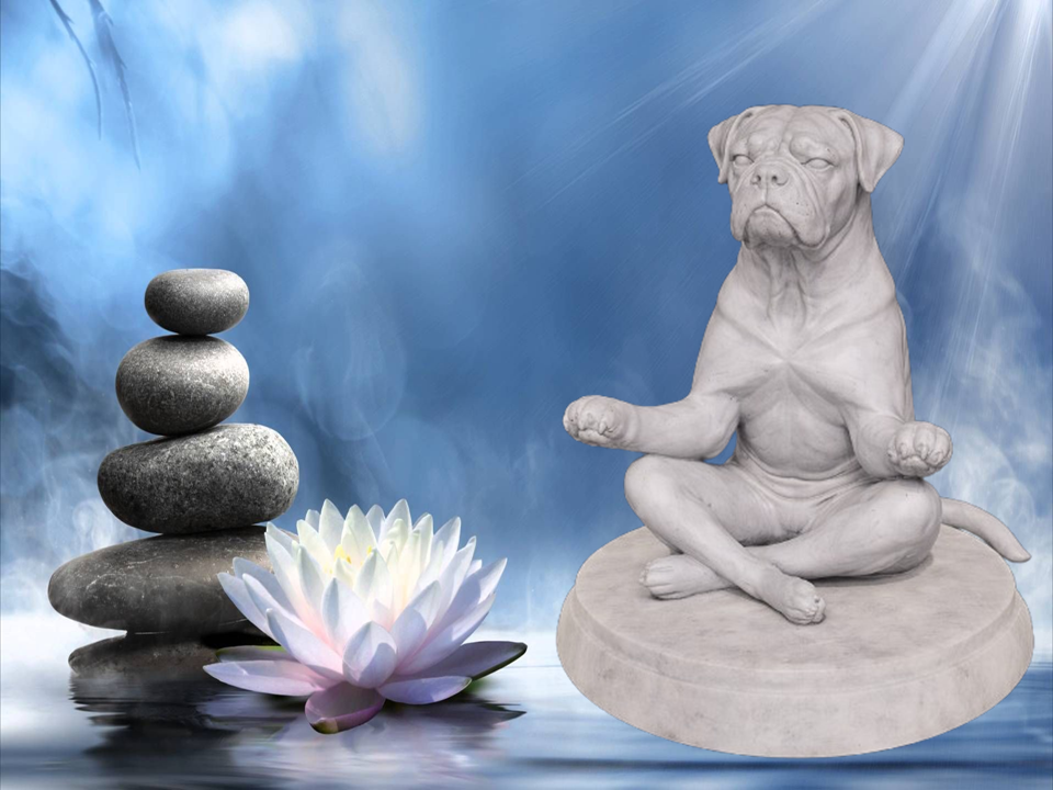 Zen Dog - Canarian Mastiff
