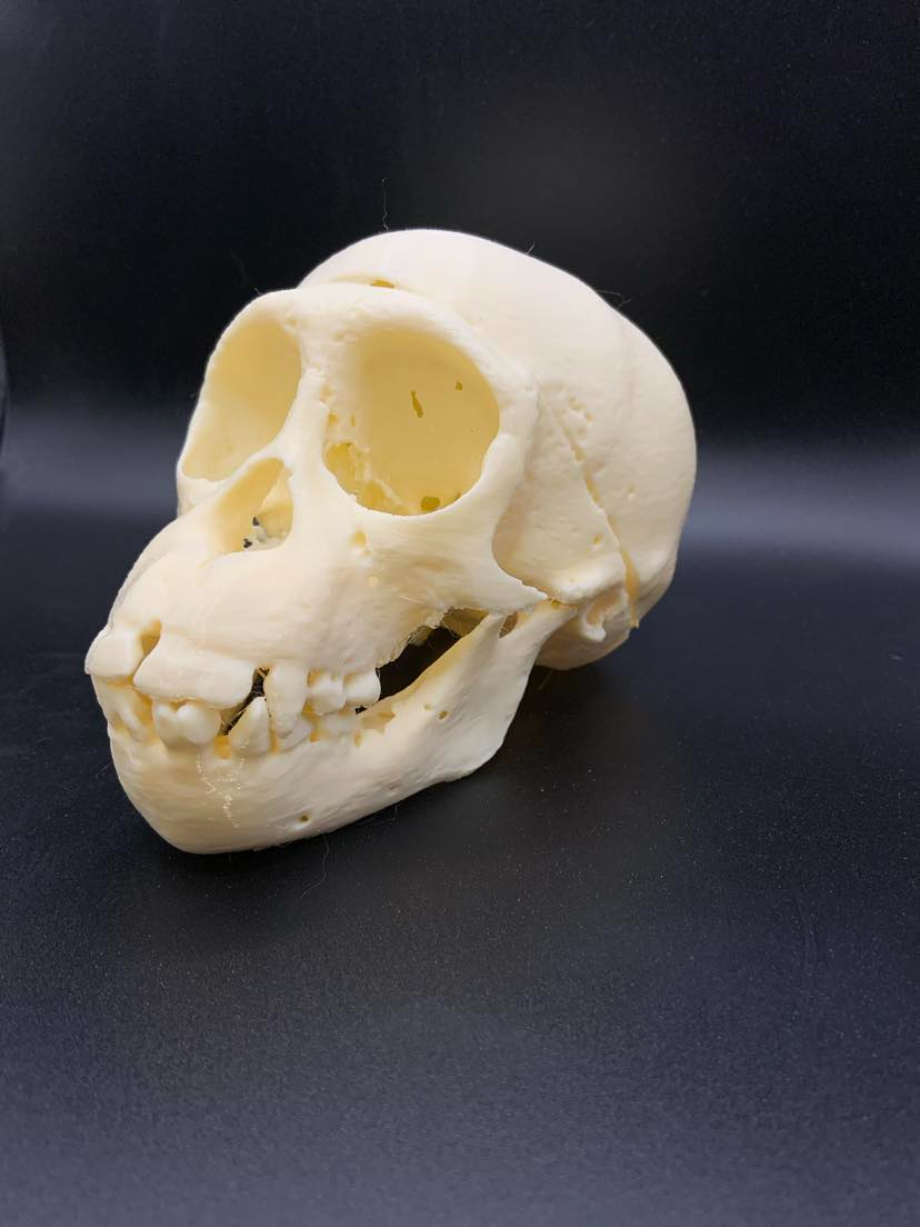 Young Chimpanzee Skull